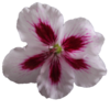 Flower Geranium Pink No Back Image